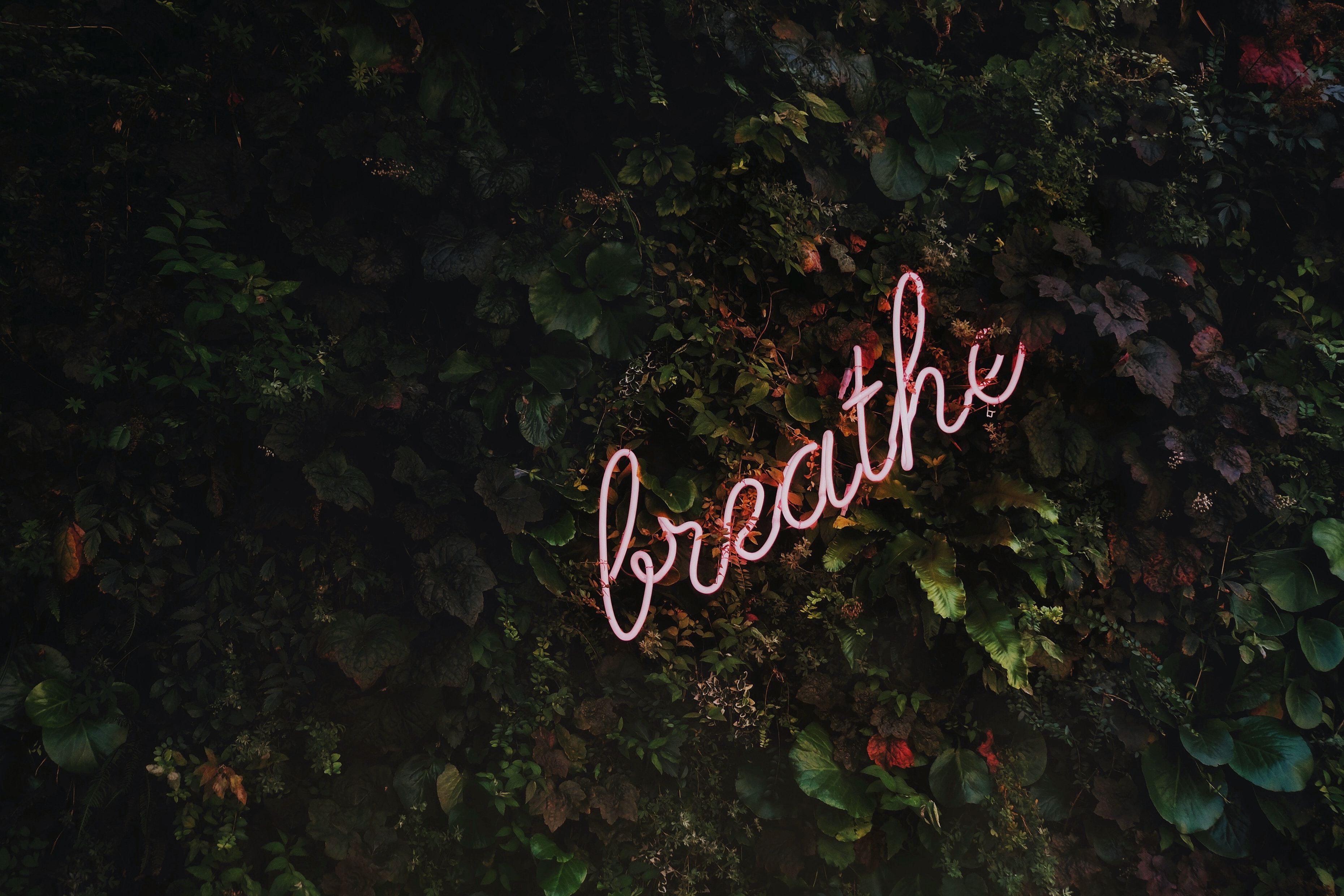 breathe-kyltti kiinni pensaassa